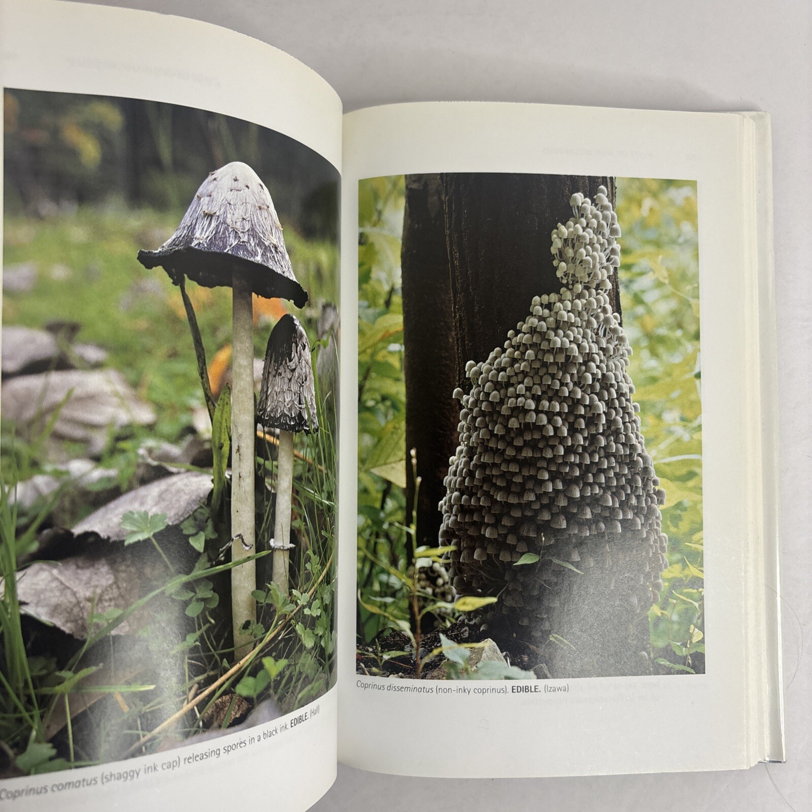 Edible and Poisonous Mushrooms of the World by Hall, Stepheson, Buchanan, Yun