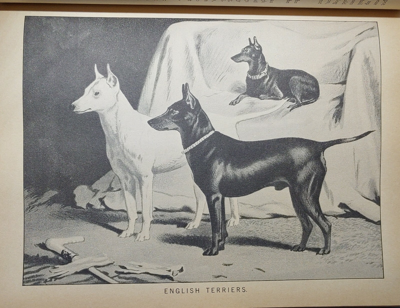 1984 REPRINT 1879-1881 CLASSIC ENCYCLOPEDIA OF THE DOG by VERO SHAW Art History