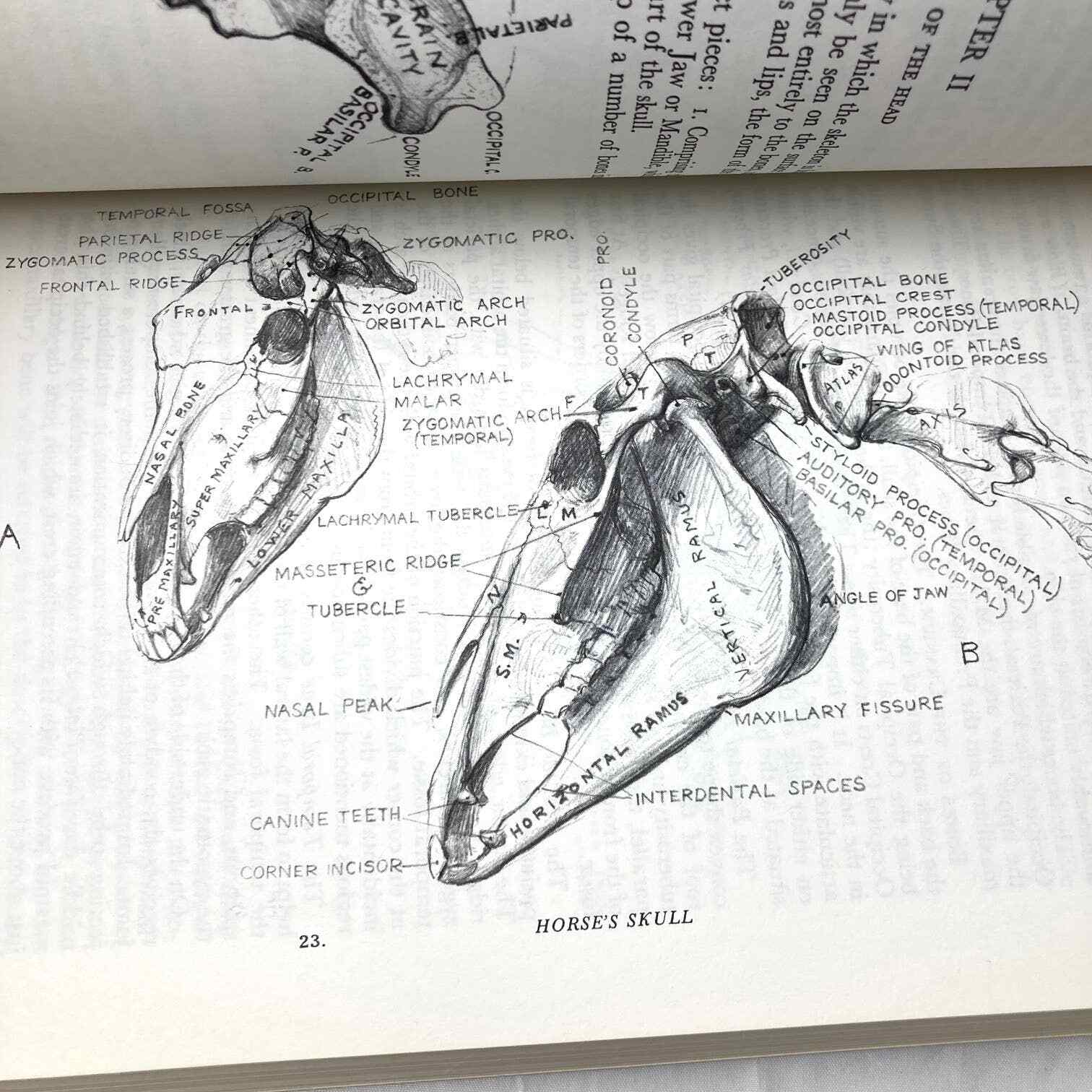 Animal Painting and Anatomy Soft Cover Book 336 pages with 200 illustrations
