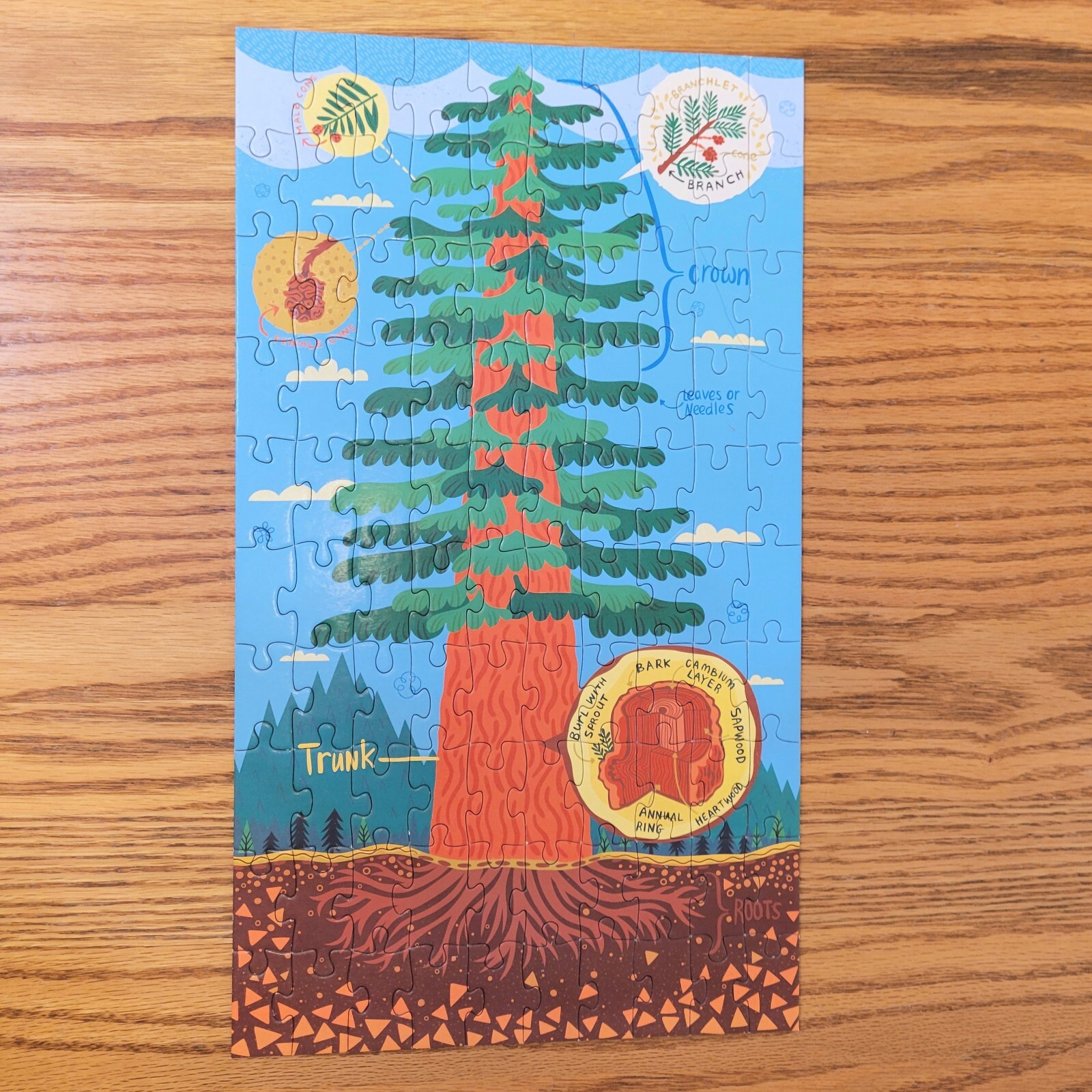 Plant Anatomy Puzzle (3 puzzles in 1 box) 100 Pcs Each Mudpuppy