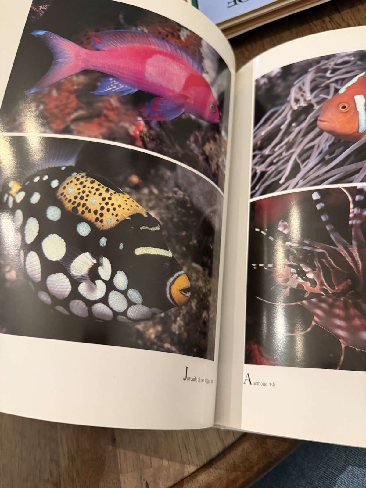 Diving Papua New Guinea Bob Halstead 1994 Hardback Book Air Niugini Edition