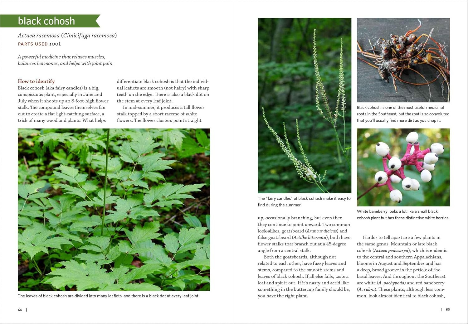 Southeast Medicinal Plants: Identify, Harvest, and Use 106 Wild Herbs for Health