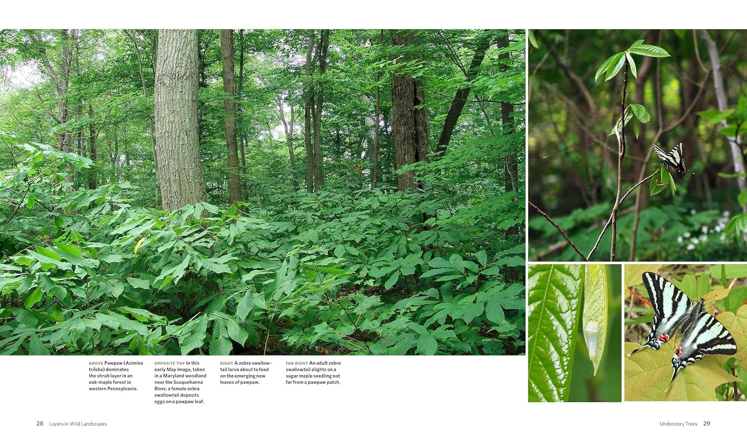 The Living Landscape: Designing for Beauty and Biodiversity in the Home Garden