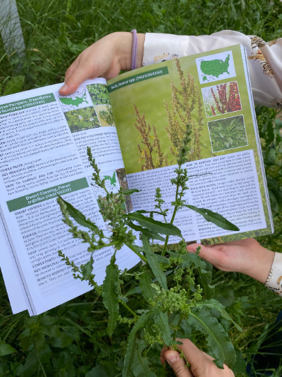The Forager’s Guide to Wild Foods (paperback with color pictures)
