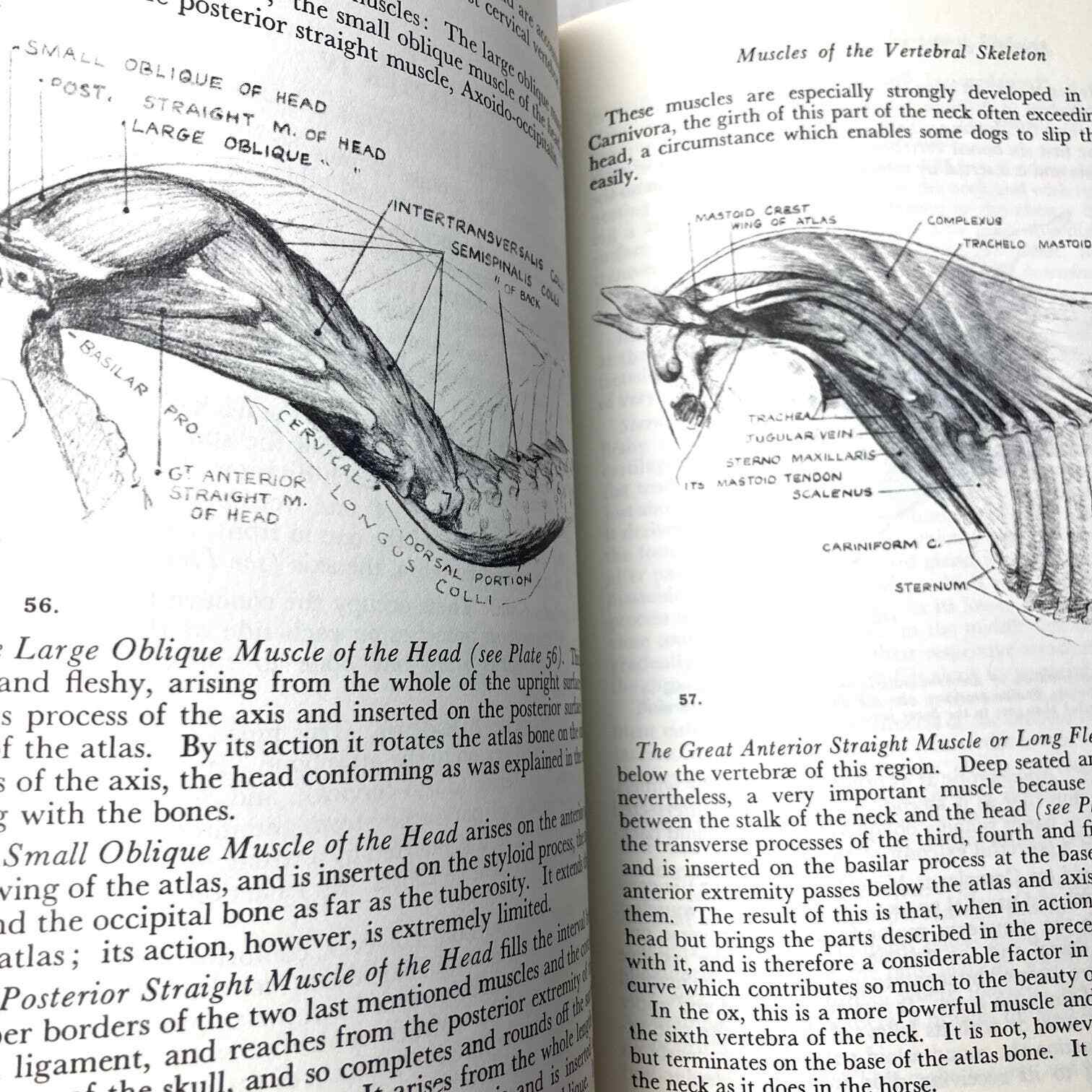 Animal Painting and Anatomy Soft Cover Book 336 pages with 200 illustrations